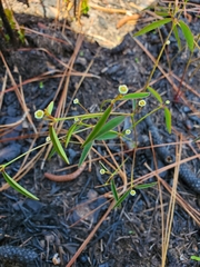 Euphorbia curtisii