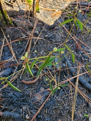 Euphorbia curtisii