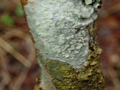 Pertusaria pupillaris