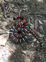Lampropeltis multifasciata