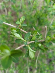 Magnoliopsida