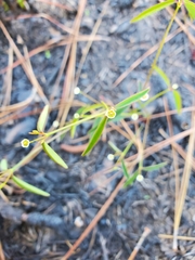 Euphorbia curtisii
