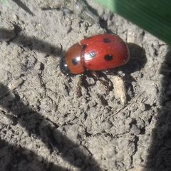 Gonioctena fornicata