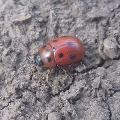 Gonioctena fornicata