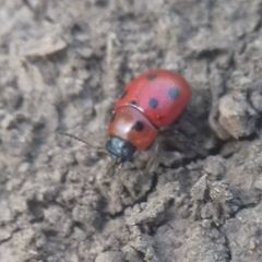 Gonioctena fornicata