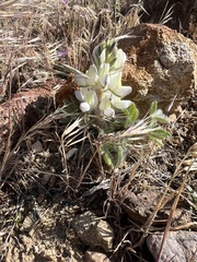 Lupinus malacophyllus