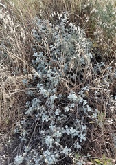 Heliotropium rotundifolium