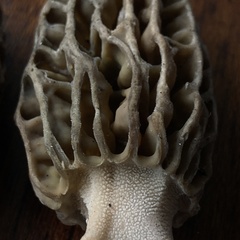 Morchella norvegiensis