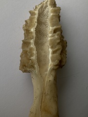 Morchella norvegiensis