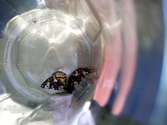 Eurranthis plummistaria