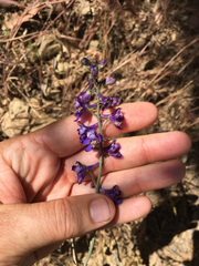 Delphinium parryi