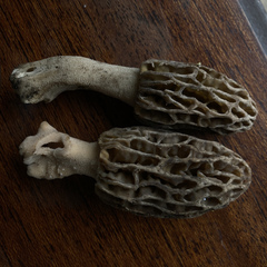 Morchella norvegiensis