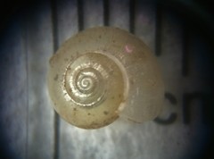 Glyphyalinia indentata