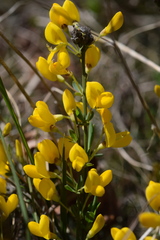 Cytisus pseudoprocumbens