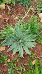 Echium italicum