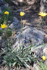 Leontodon tenuiflorus