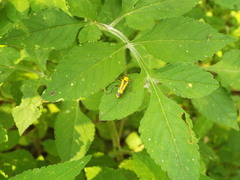 Chauliognathus nigriceps