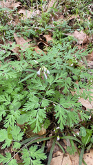 Dicentra canadensis