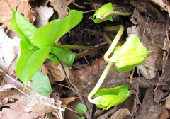 Trillium cernuum