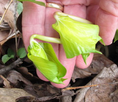 Trillium cernuum