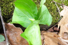 Trillium cernuum