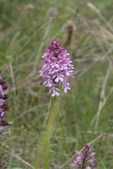Orchis × hybrida