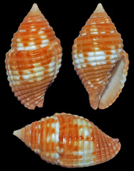 Pseudonebularia cucumerina