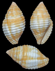 Pseudonebularia cucumerina