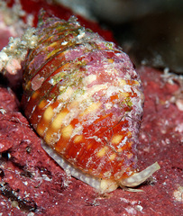 Pseudonebularia cucumerina