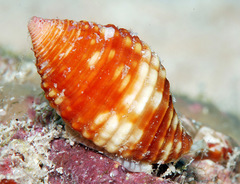 Pseudonebularia cucumerina