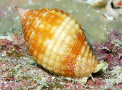Pseudonebularia cucumerina