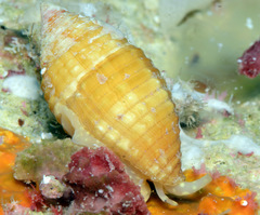 Pseudonebularia cucumerina
