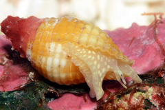 Pseudonebularia cucumerina