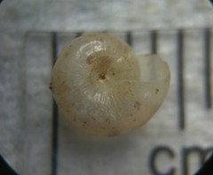 Glyphyalinia indentata