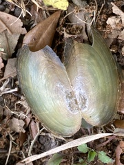 Utterbackia peninsularis