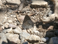 Callophrys fotis