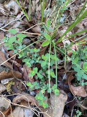 Phyllanthus polygonoides