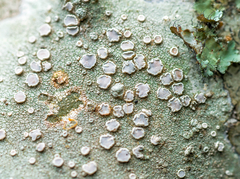 Lecanora subpallens