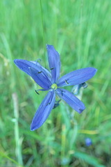 Camassia leichtlinii