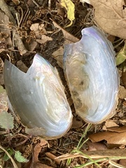 Utterbackia peninsularis