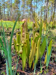 Sarracenia minor minor