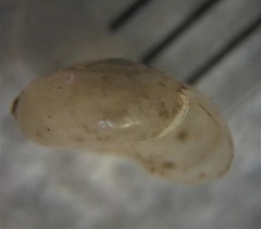 Glyphyalinia indentata