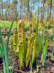 Sarracenia minor minor