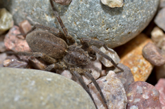 Pardosa groenlandica