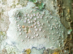 Lecanora subpallens