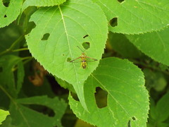 Synanthedon