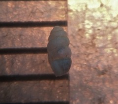 Vertigo gouldii
