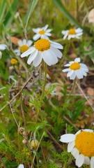 Anthemis arvensis incrassata