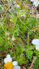 Anthemis arvensis incrassata