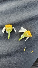 Anthemis arvensis incrassata